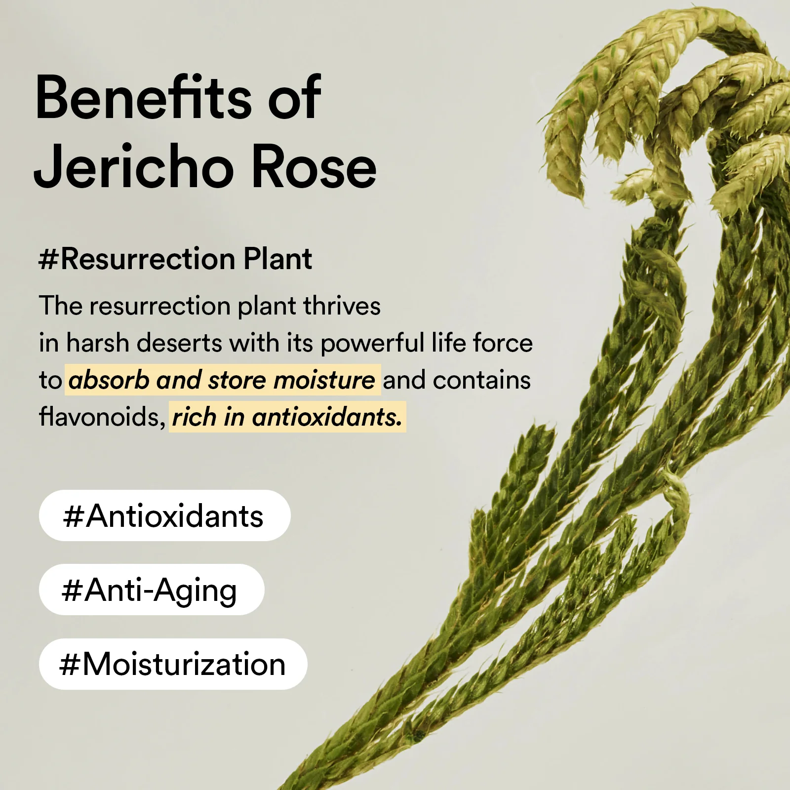 Collagen Eye Patch Jericho Rose Jelly 60pcs - Abib - glowfit.gr